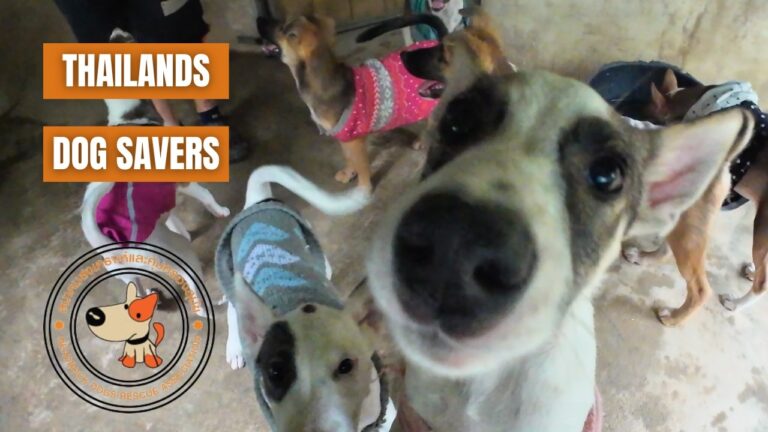 You Won’t Believe These Rescue Stories | 80 Dogs, One Sanctuary 🇹🇭